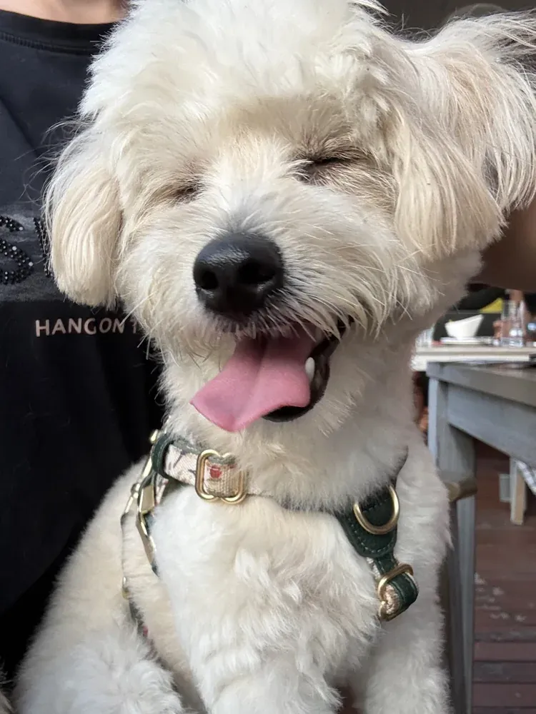 Another puppy photo from Jenn Tan