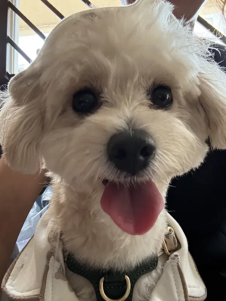 Another puppy photo from Jenn Tan