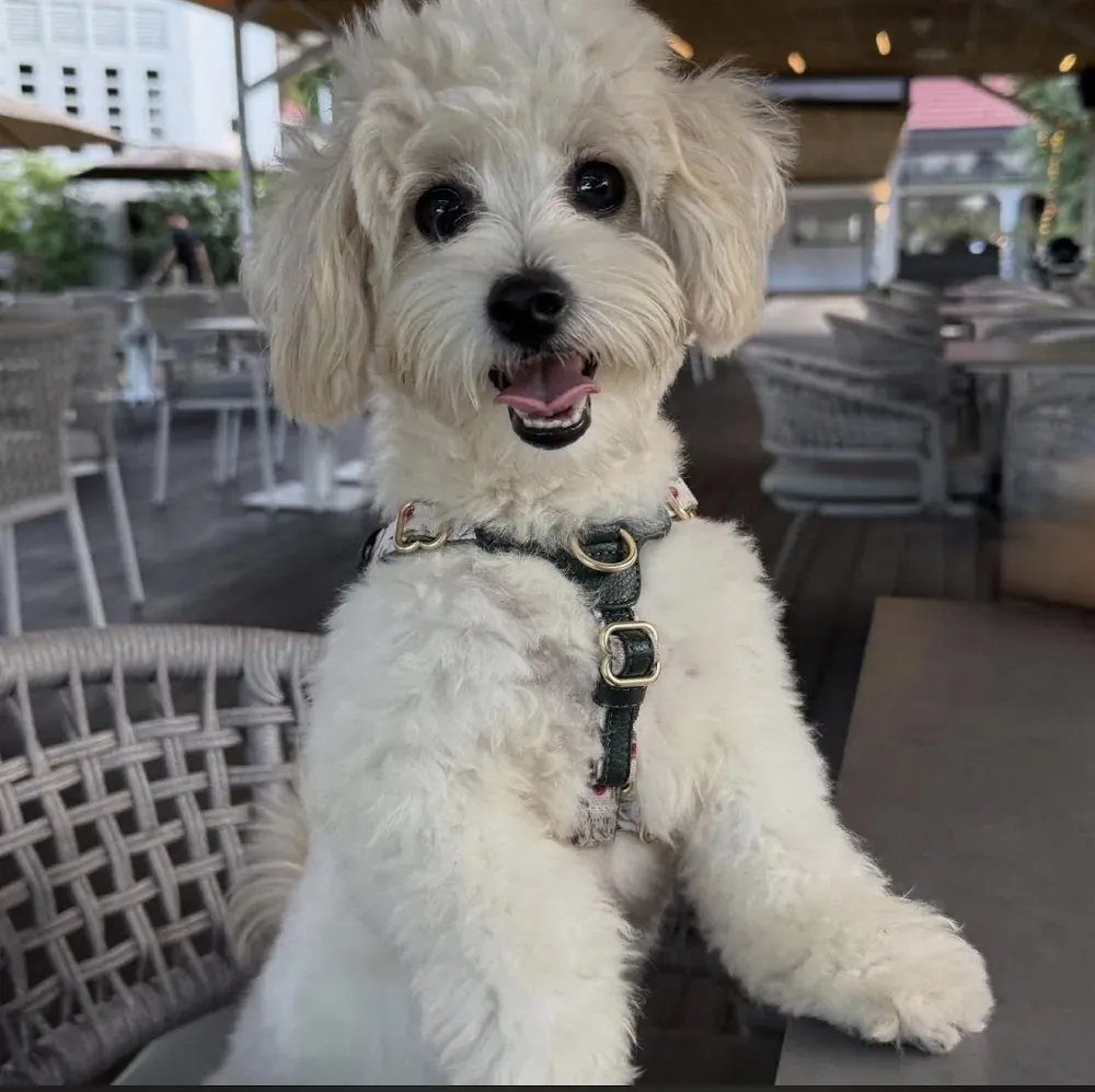 Another puppy photo from Jenn Tan
