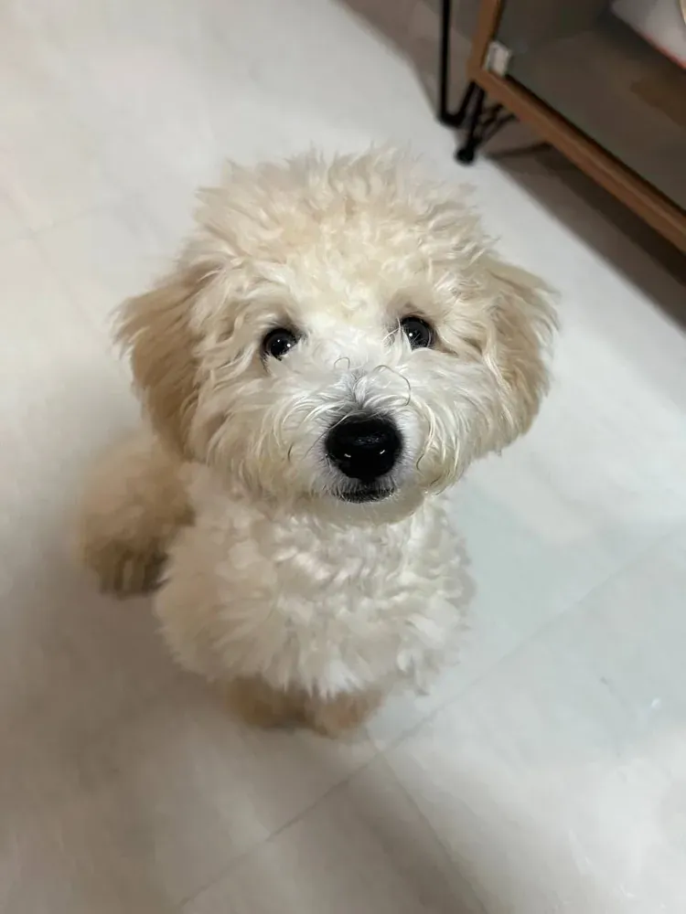Puppy photo taken by Po Xian Lee, a Curious Tails customer