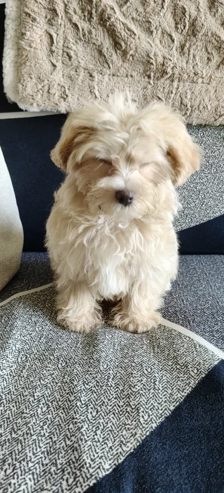 Puppy photo taken by Rekha H, a Curious Tails customer