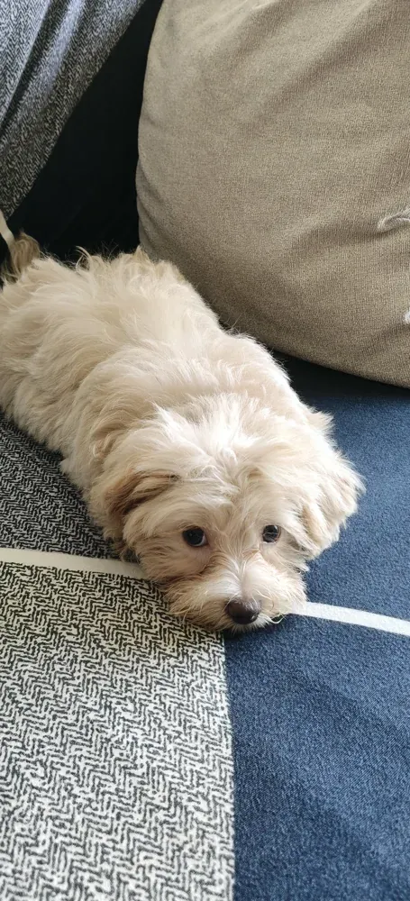 Another puppy photo from Rekha H
