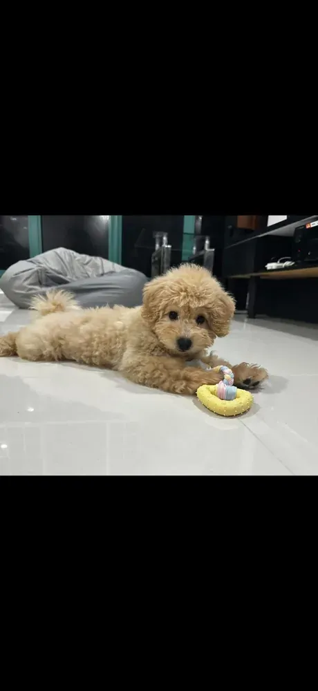 Puppy photo taken by Yu Qian Chin, a Curious Tails customer