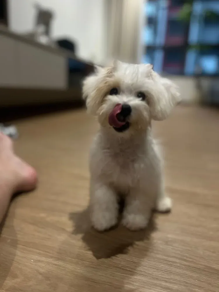 Puppy photo taken by Maxwell Fong, a Curious Tails customer