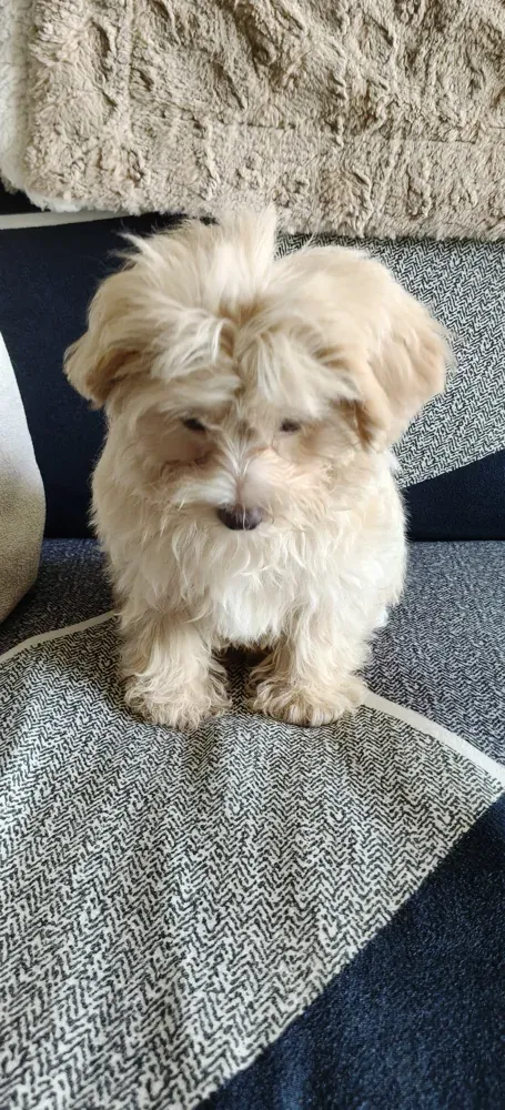 Another puppy photo from Rekha H