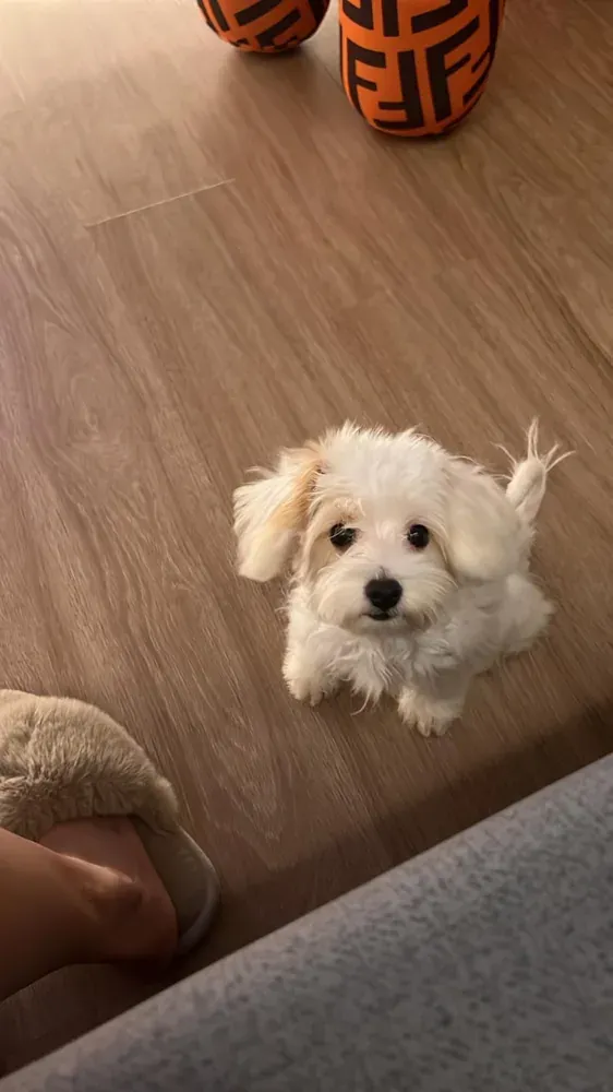 Another puppy photo from Maxwell Fong